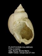PLEISTOCENE-CALABRIAN Tritia mutabilis